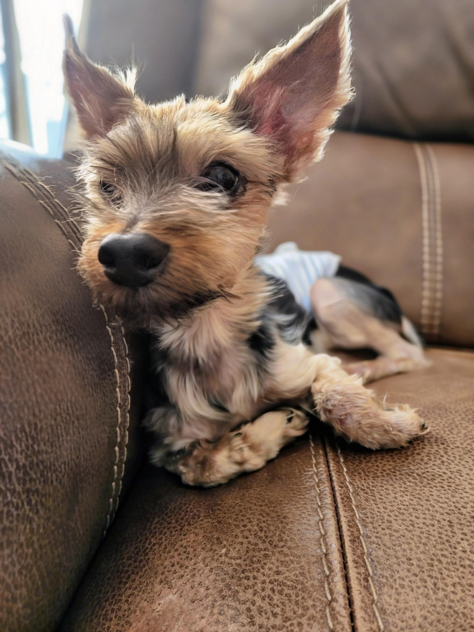 Jaxon, a ADOPTABLE Yorkshire Terrier in Bradenton, FL image 2/3