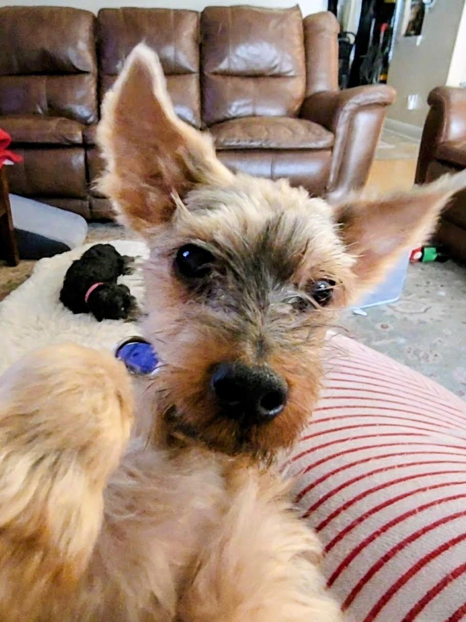 Jaxon, ADOPTABLE, Adult Male Yorkshire Terrier.
