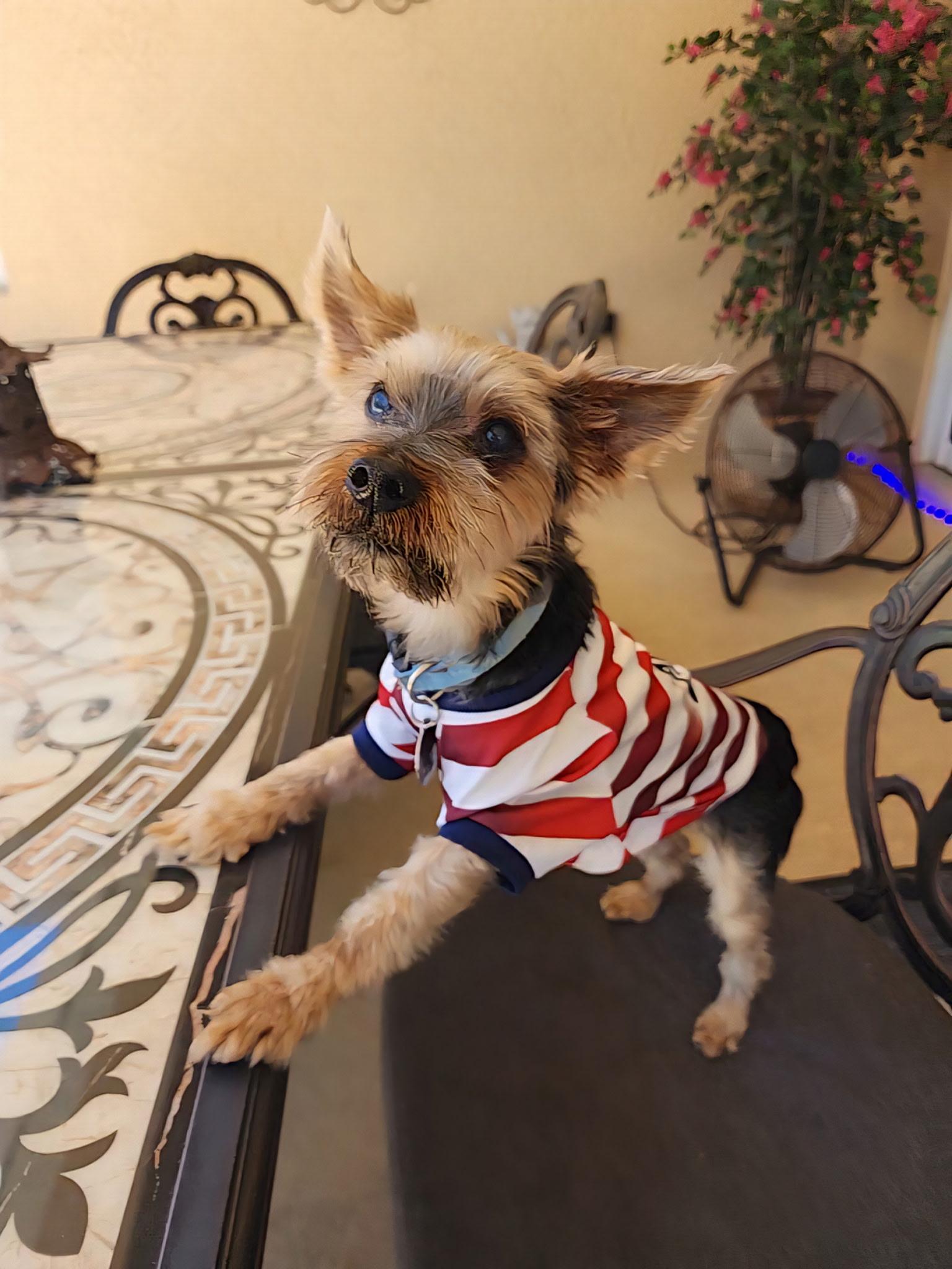 Jaxon, ADOPTABLE, Adult Male Yorkshire Terrier.