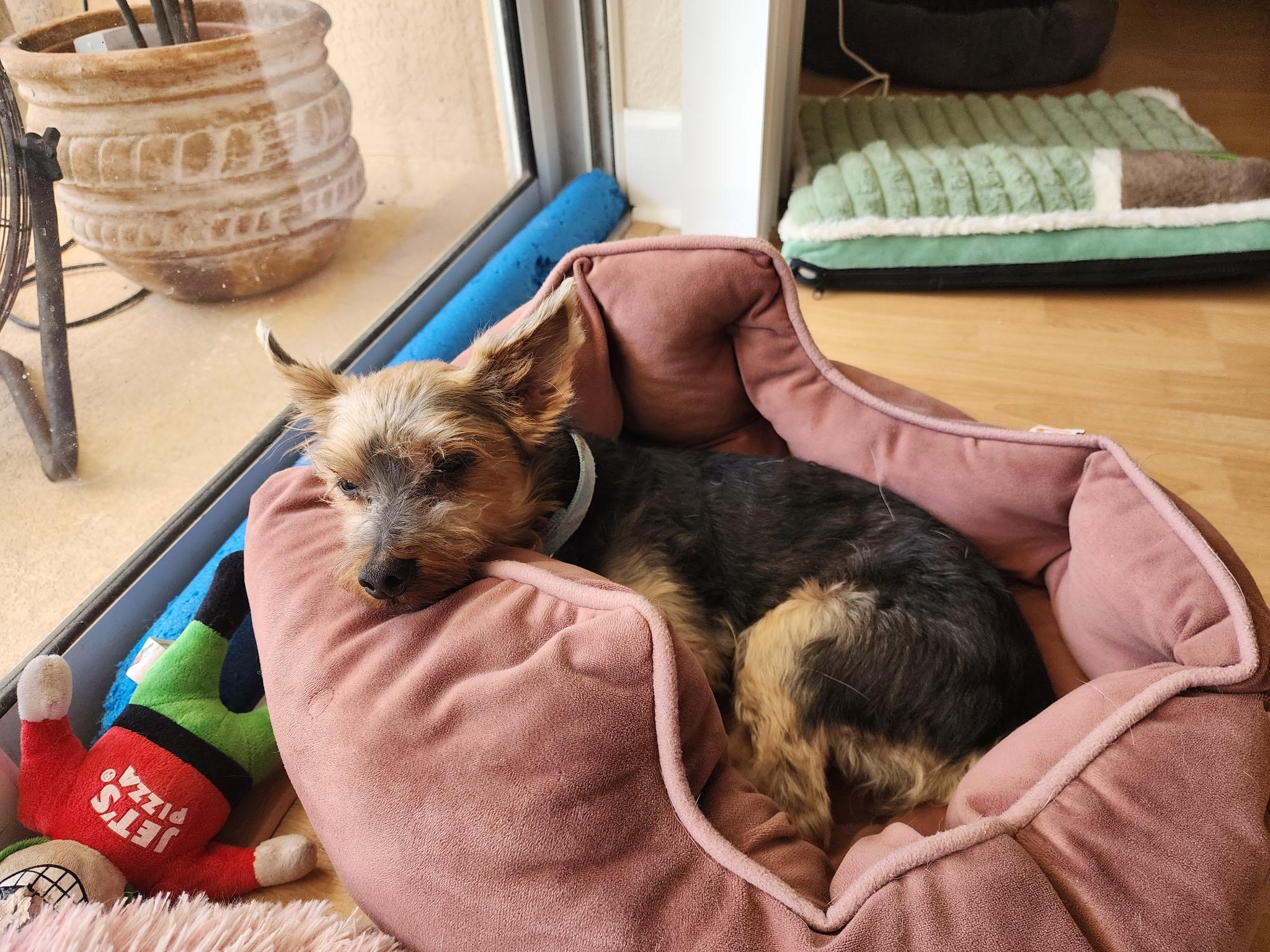 Jaxon, a ADOPTABLE Yorkshire Terrier in Bradenton, FL image 5/5