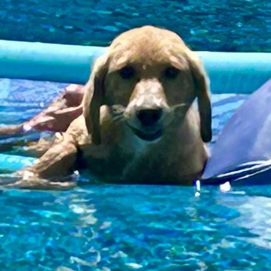 Enlarge Luka, an adopted Golden Retriever in Memphis , TN image 4/4