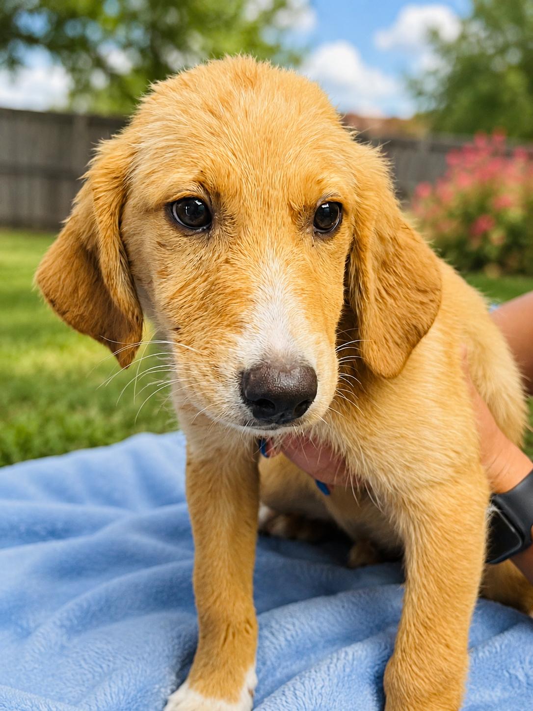 Luka, adopted, Puppy Male Golden Retriever.