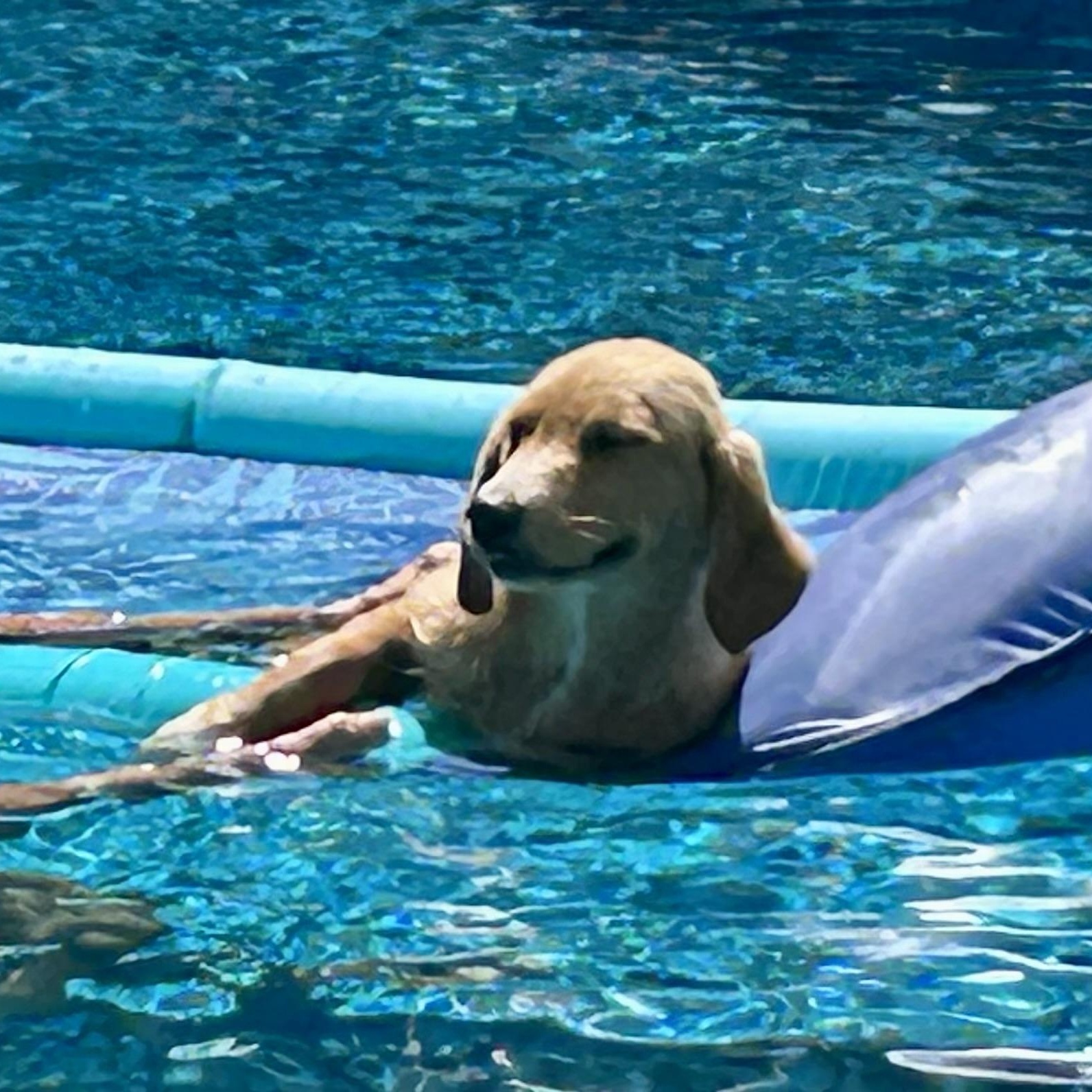 Enlarge Luka, an adopted Golden Retriever in Memphis , TN image 2/4