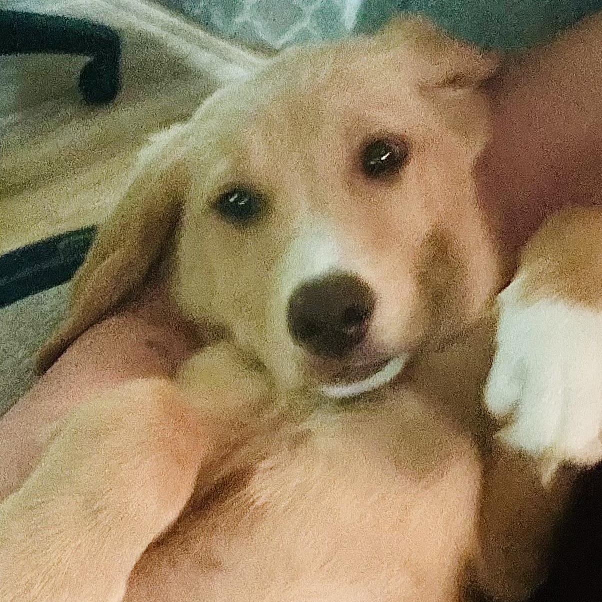 Enlarge Luka, an adopted Golden Retriever in Memphis , TN image 3/4