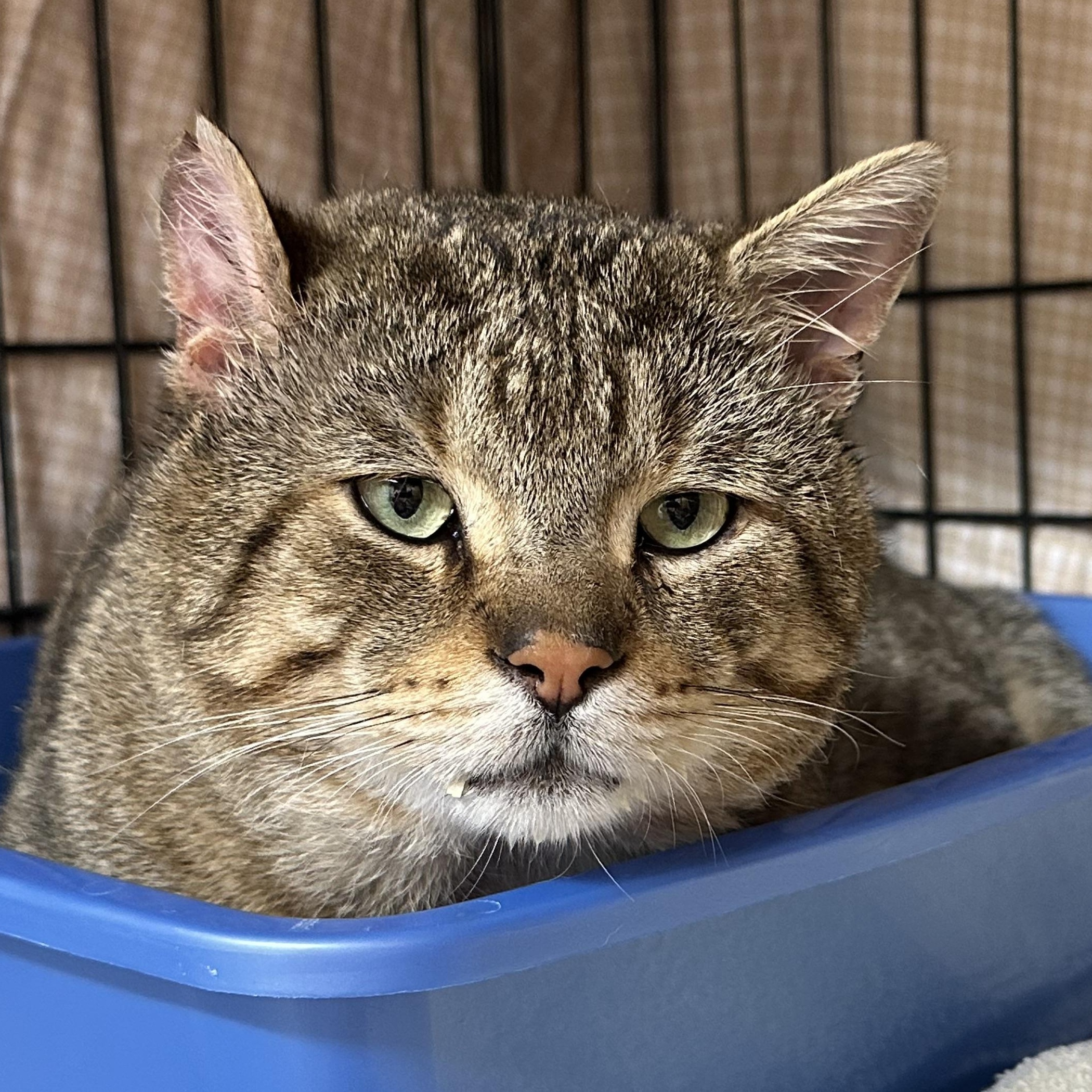 Otis Fiv+ Handsome Boy