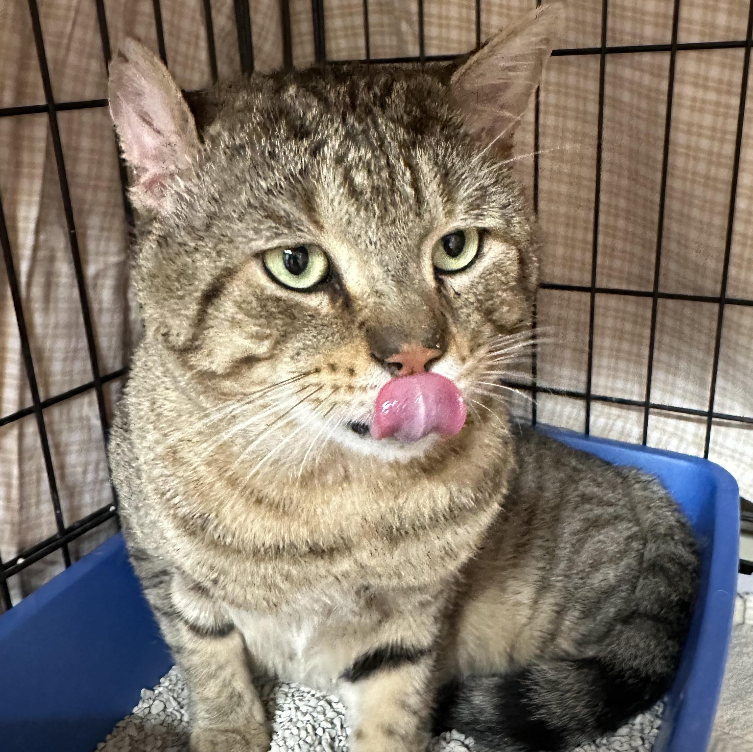 Enlarge Otis Fiv+ Handsome Boy, a Adoptable Domestic Short Hair in Clifton, NJ image 4/6