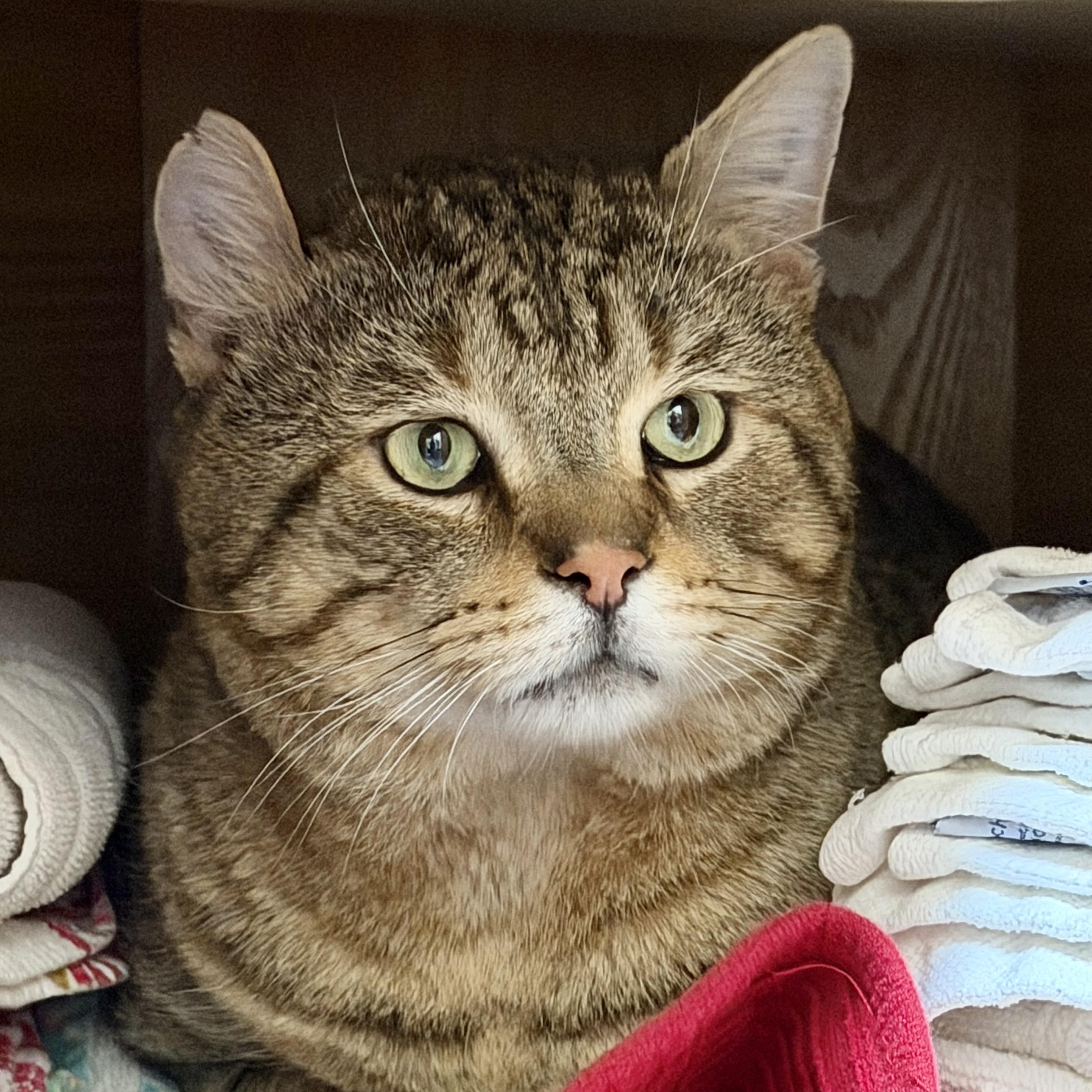 Enlarge Otis Fiv+ Handsome Boy, a Adoptable Domestic Short Hair in Clifton, NJ image 1/6