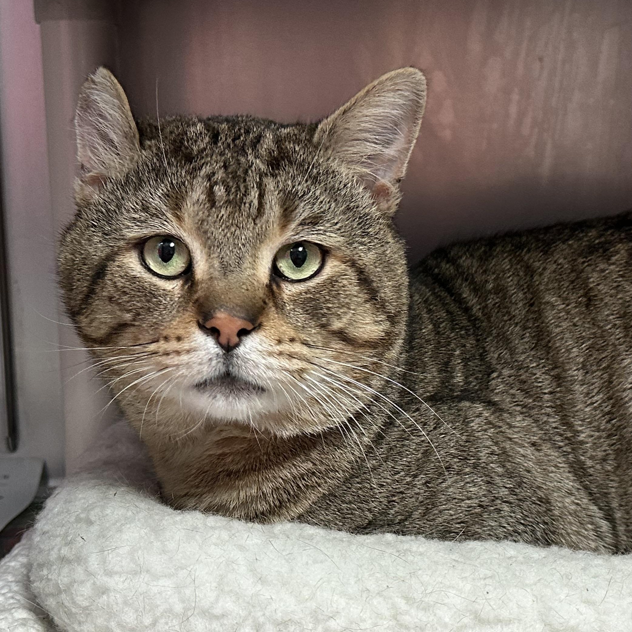 Enlarge Otis Fiv+ Handsome Boy, a Adoptable Domestic Short Hair in Clifton, NJ image 2/6