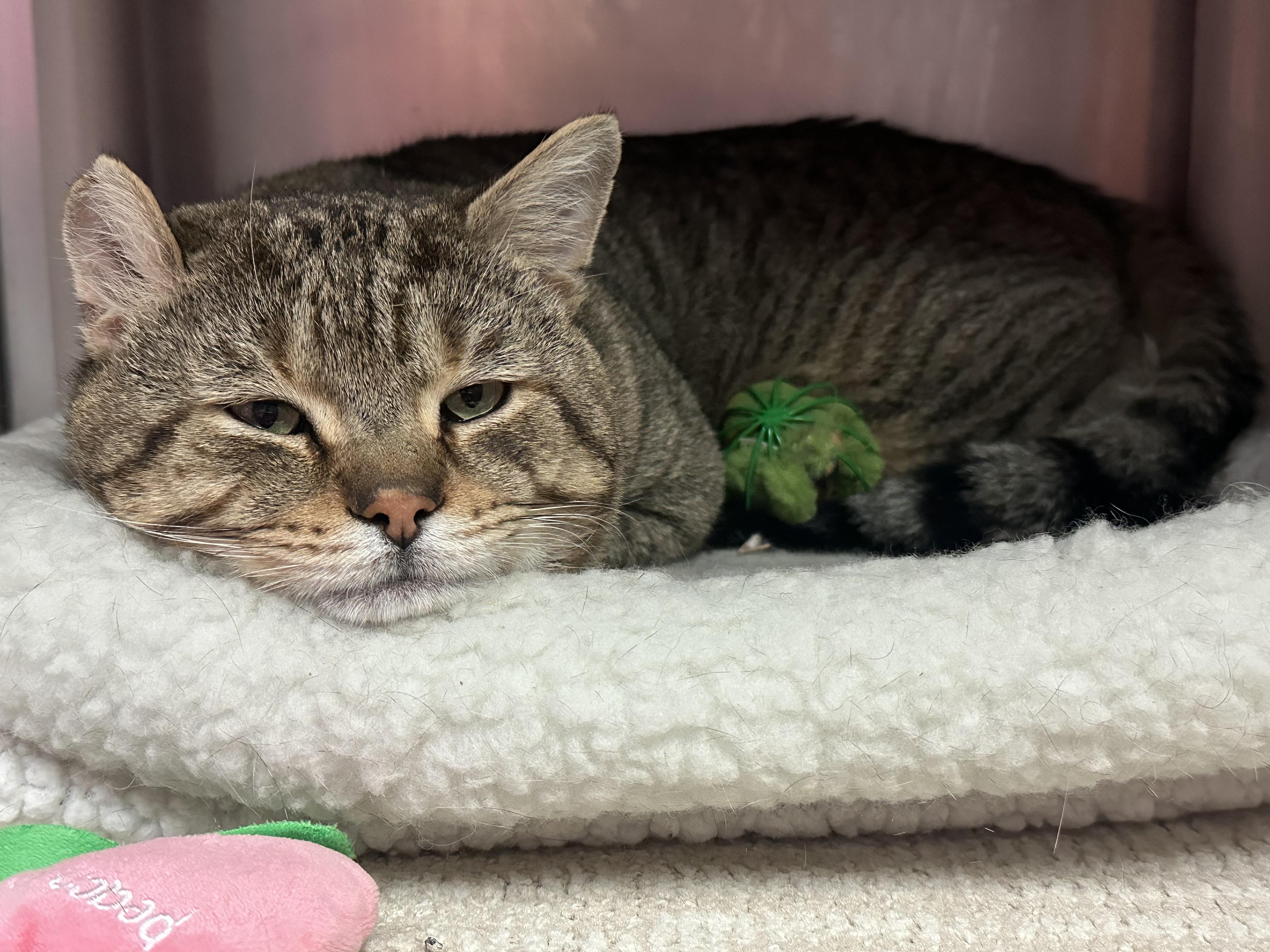 Otis Fiv+ Handsome Boy