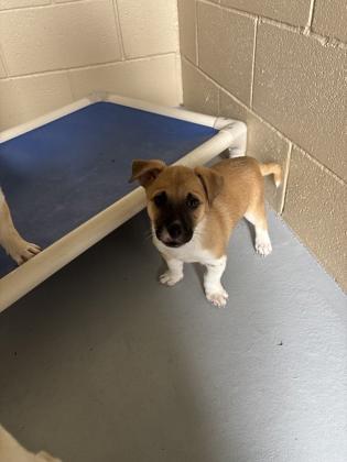 Princess, Adoptable, Young Female Shepherd.