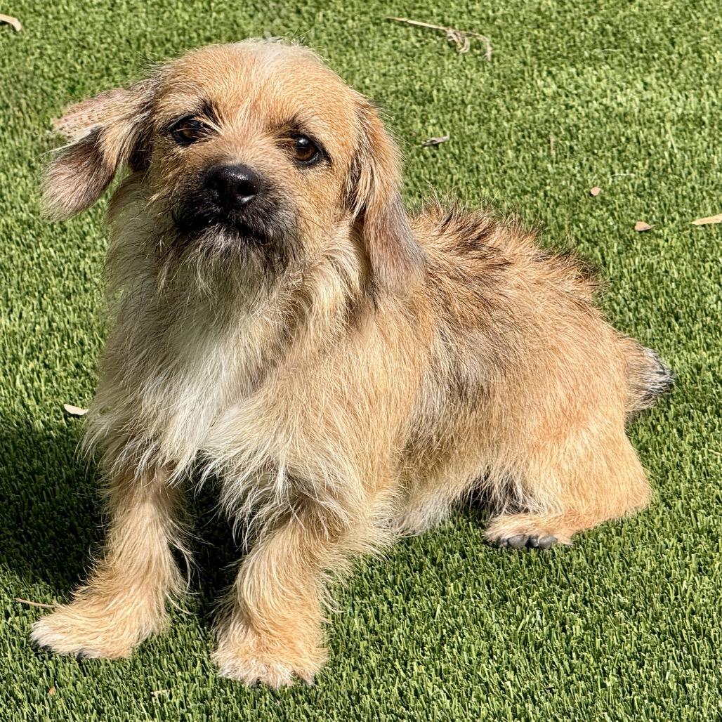 Kermit, a Adoptable mixed breed in Austin, TX image 2/5