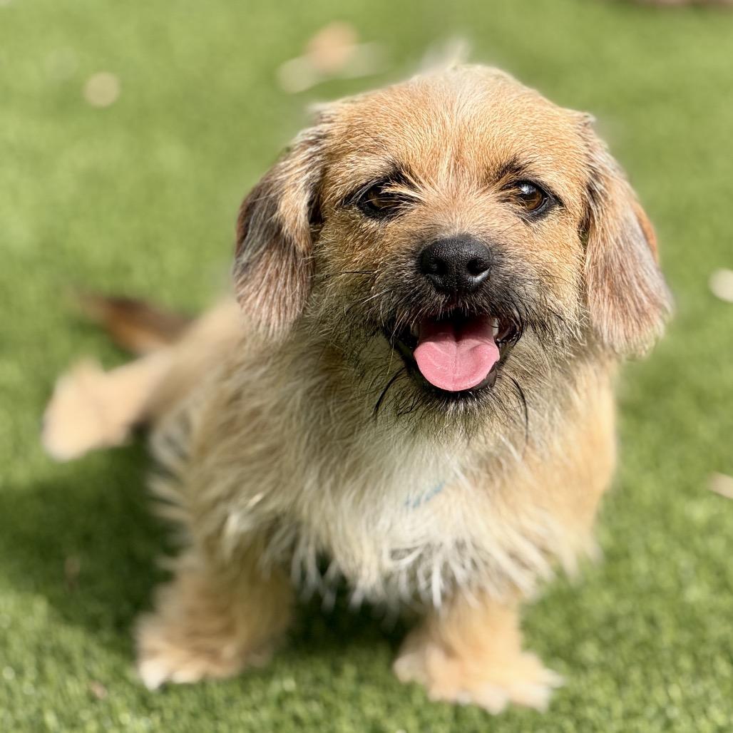 Kermit, Adoptable, Young Male Dachshund & Yorkshire Terrier.