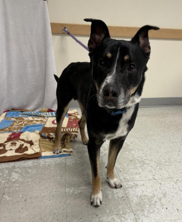 Enlarge Lucky, a Adoptable mixed breed in Salt Lake City, UT image 1/1