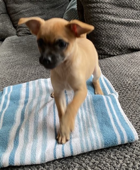 Enlarge Piper, a Adopted mixed breed in Gualala, CA image 1/1