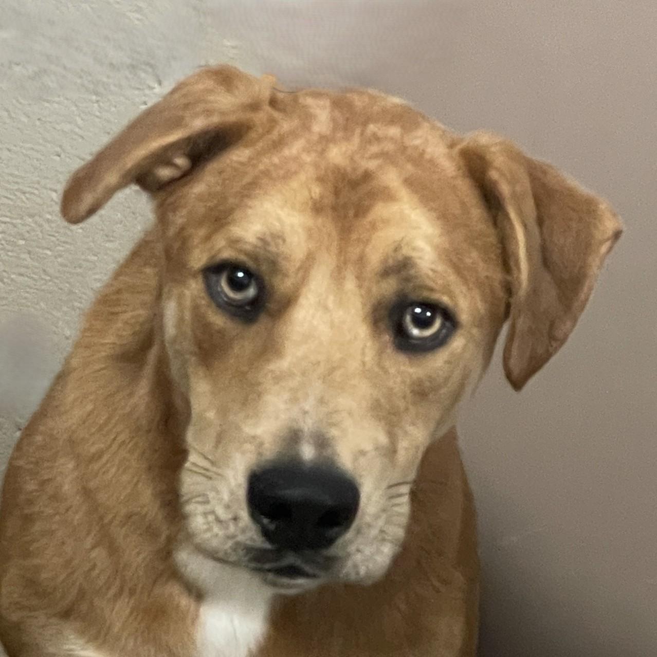 Rufus