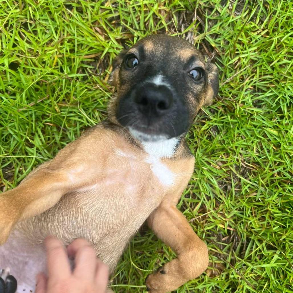Enlarge Honey, a Adoptable mixed breed in Myrtle Beach, SC image 1/1