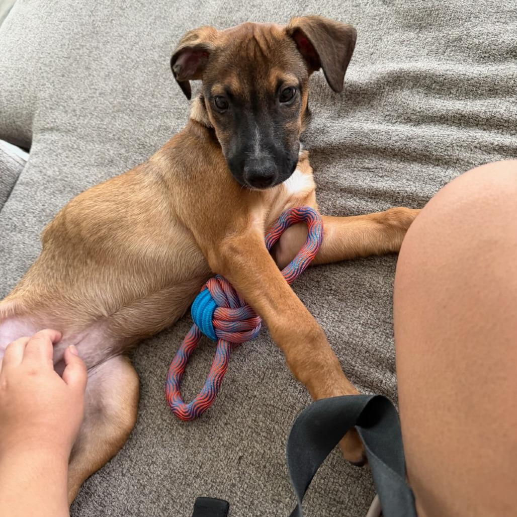 Enlarge Honey, a Adoptable mixed breed in Myrtle Beach, SC image 2/3