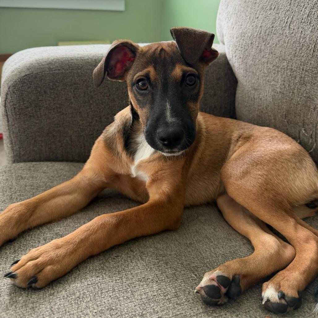 Enlarge Honey, a Adoptable mixed breed in Myrtle Beach, SC image 3/3