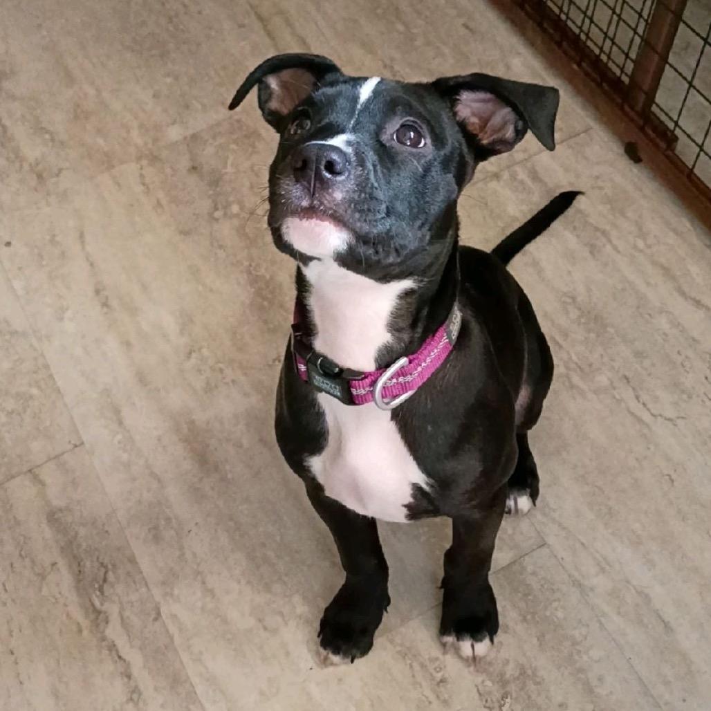 Birdie, Adoptable, Puppy Female Pit Bull Terrier & Rottweiler.