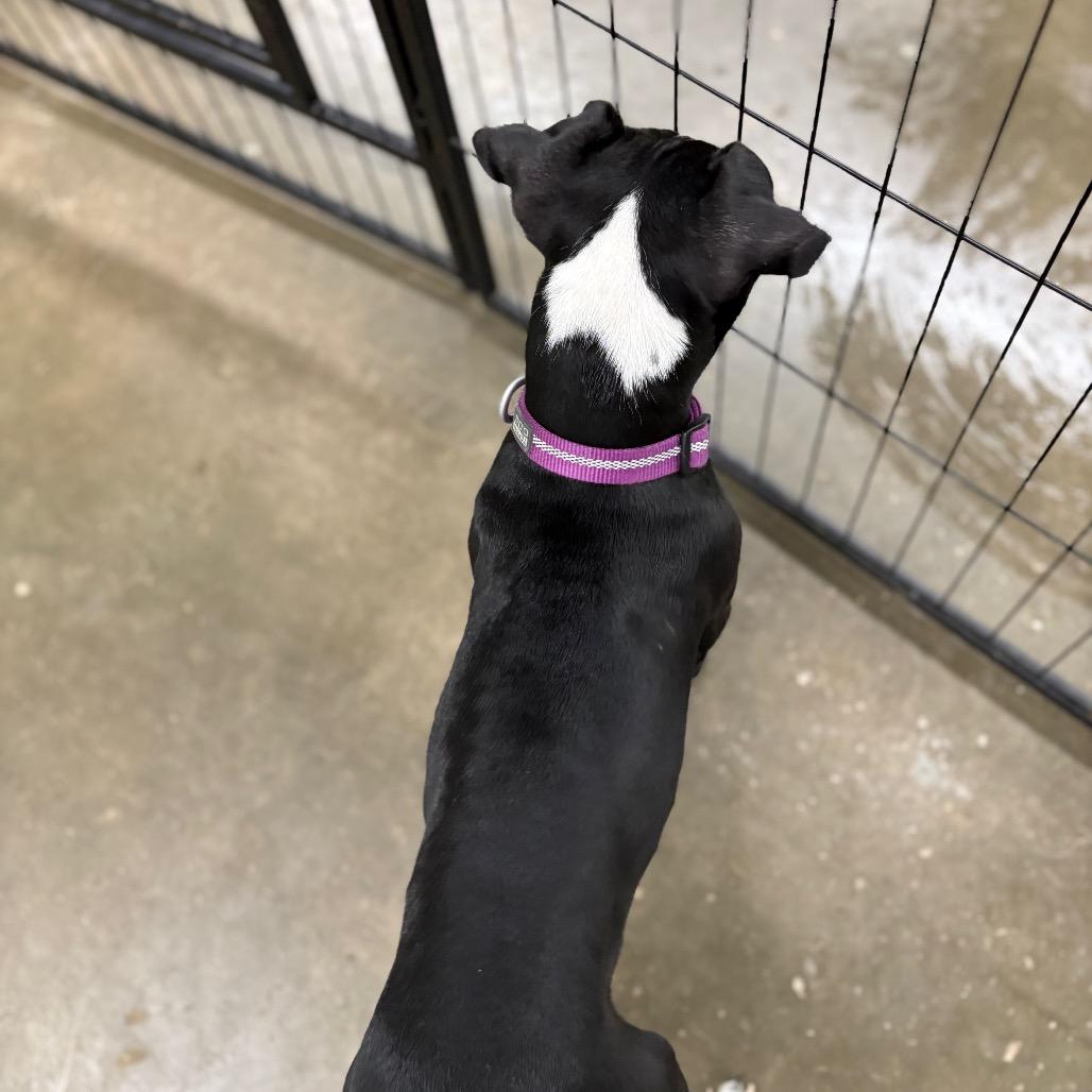 Birdie, a Adoptable mixed breed in Fulton, MO image 2/6