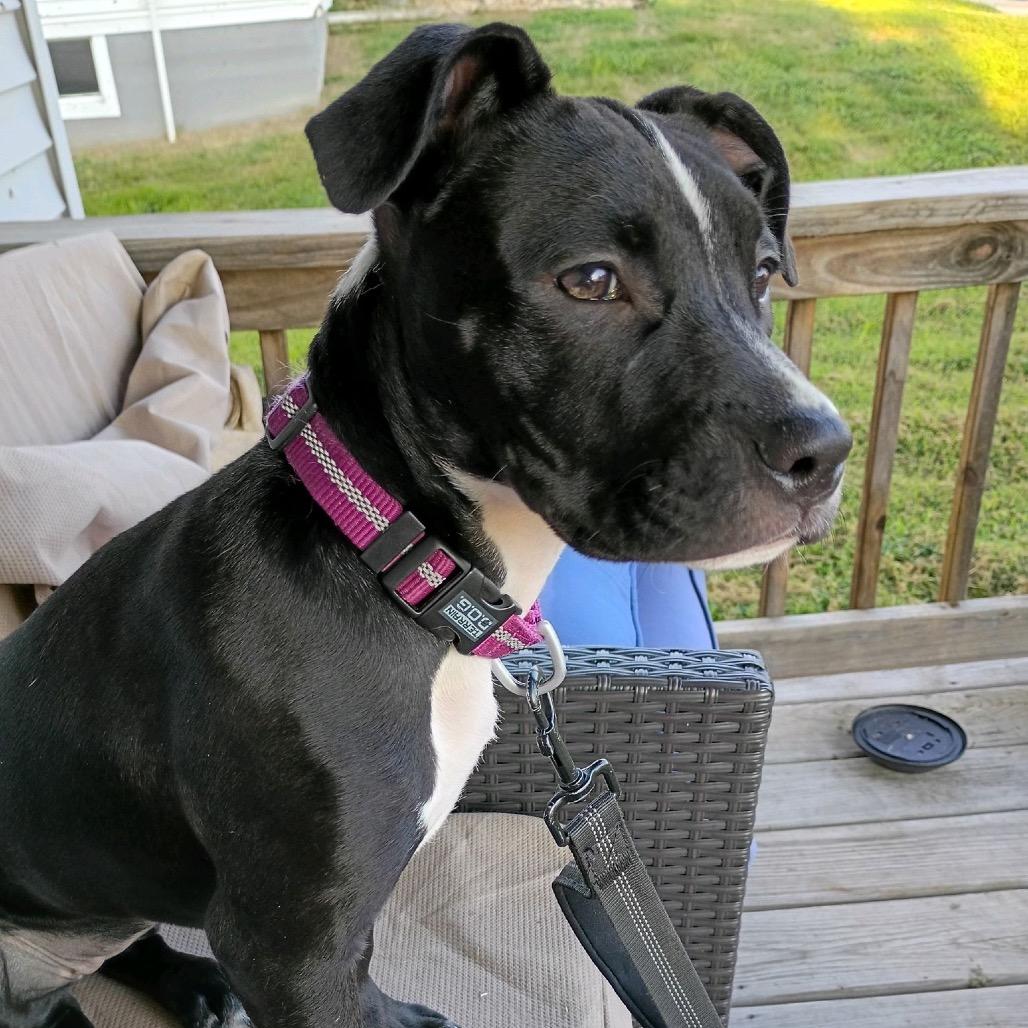 Enlarge Birdie, a Adoptable mixed breed in Fulton, MO image 3/6
