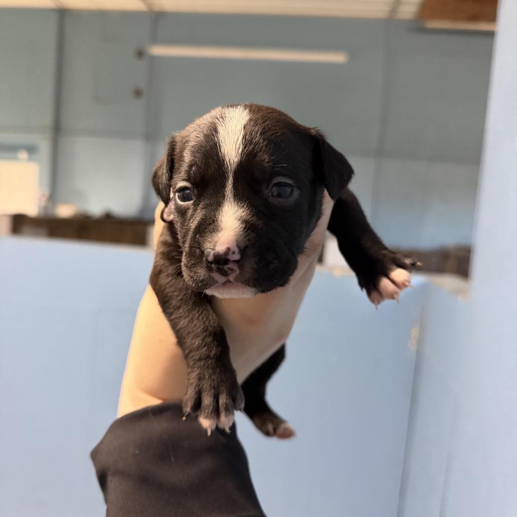 Enlarge Birdie, a Adoptable mixed breed in Fulton, MO image 2/4