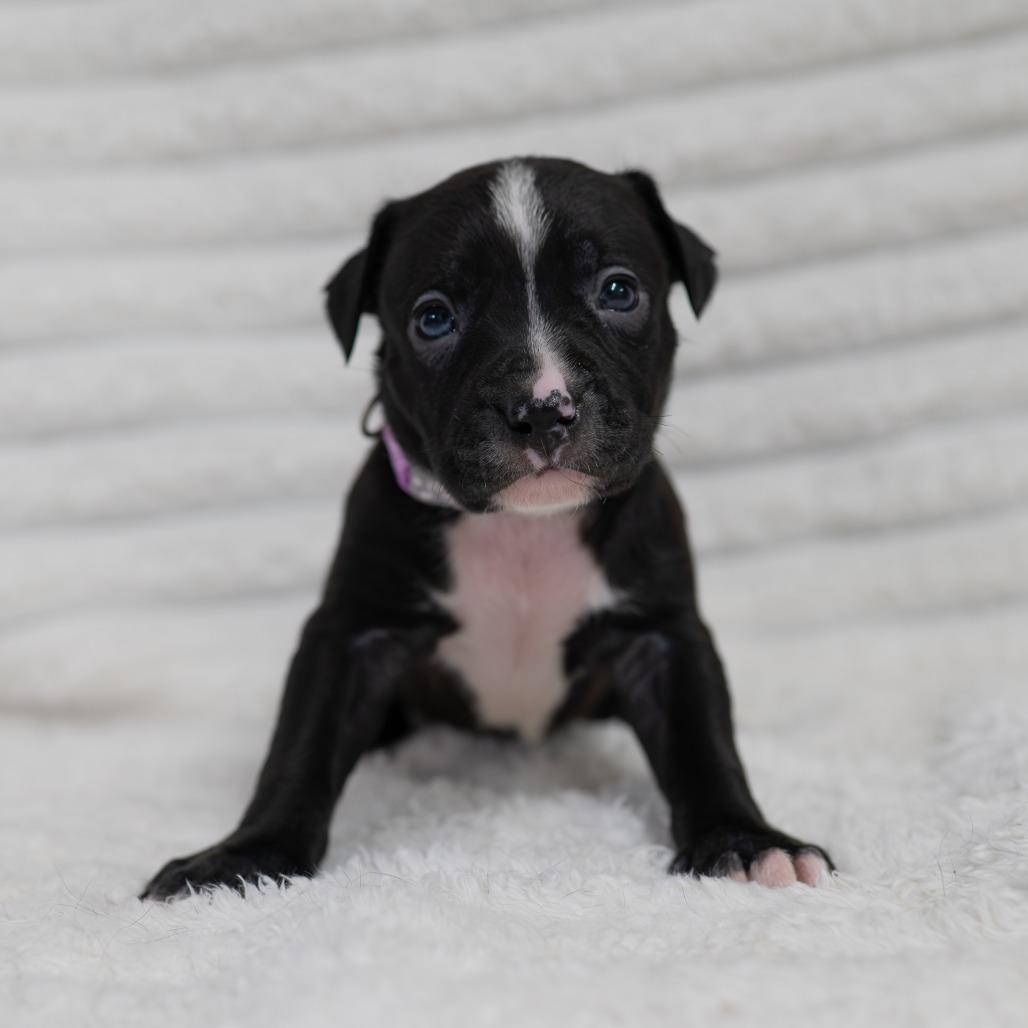 Enlarge Birdie, a Adoptable mixed breed in Fulton, MO image 3/4