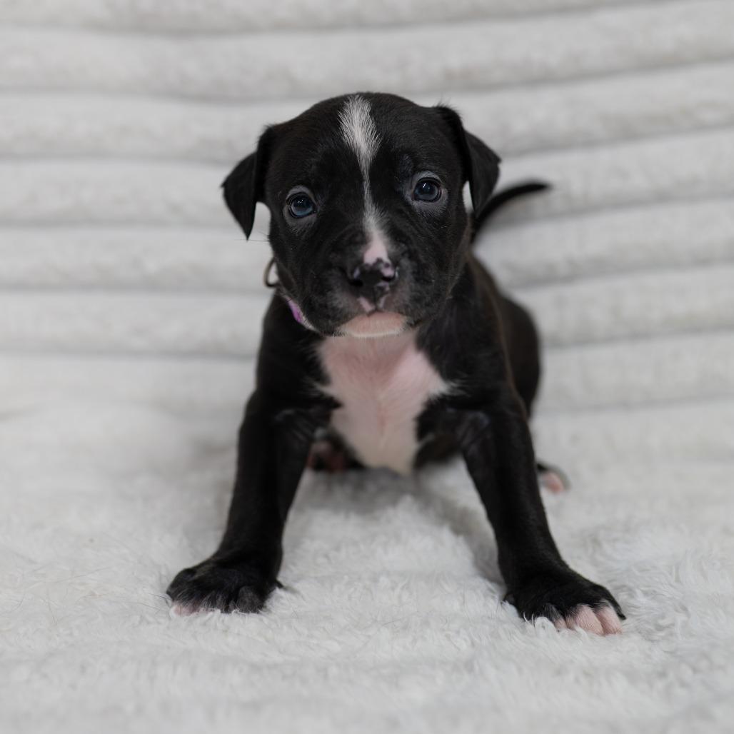 Enlarge Birdie, a Adoptable mixed breed in Fulton, MO image 4/4