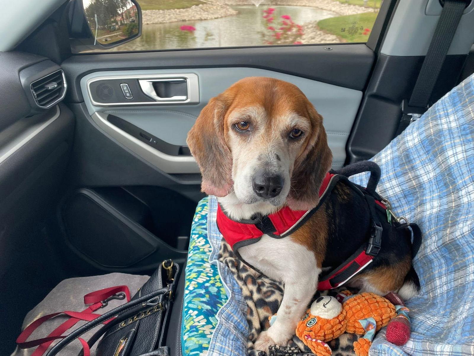 Enlarge Snowflake, a Adoptable Beagle in Tampa, FL image 1/3