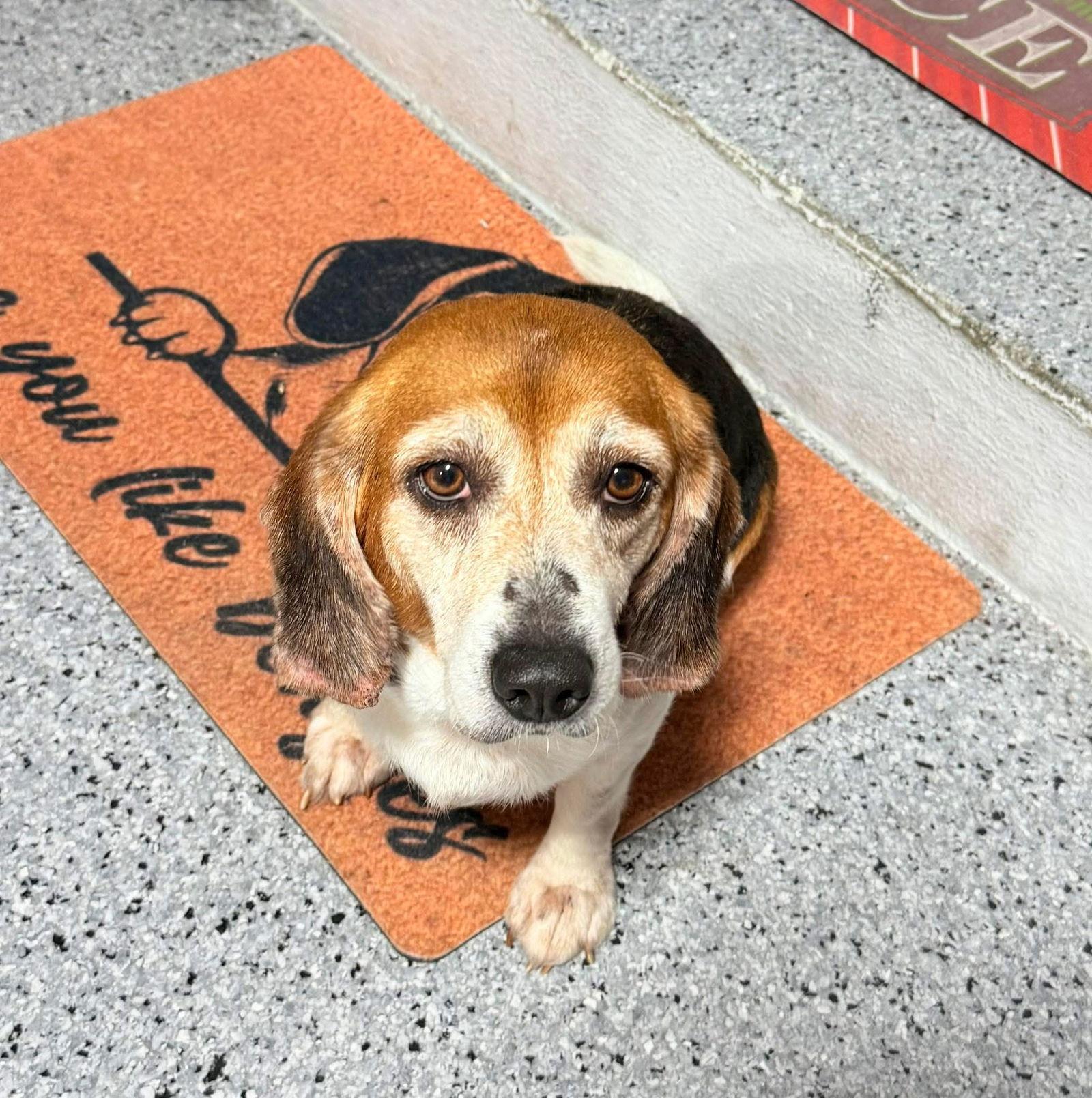 Enlarge Snowflake, a Adoptable Beagle in Tampa, FL image 2/3