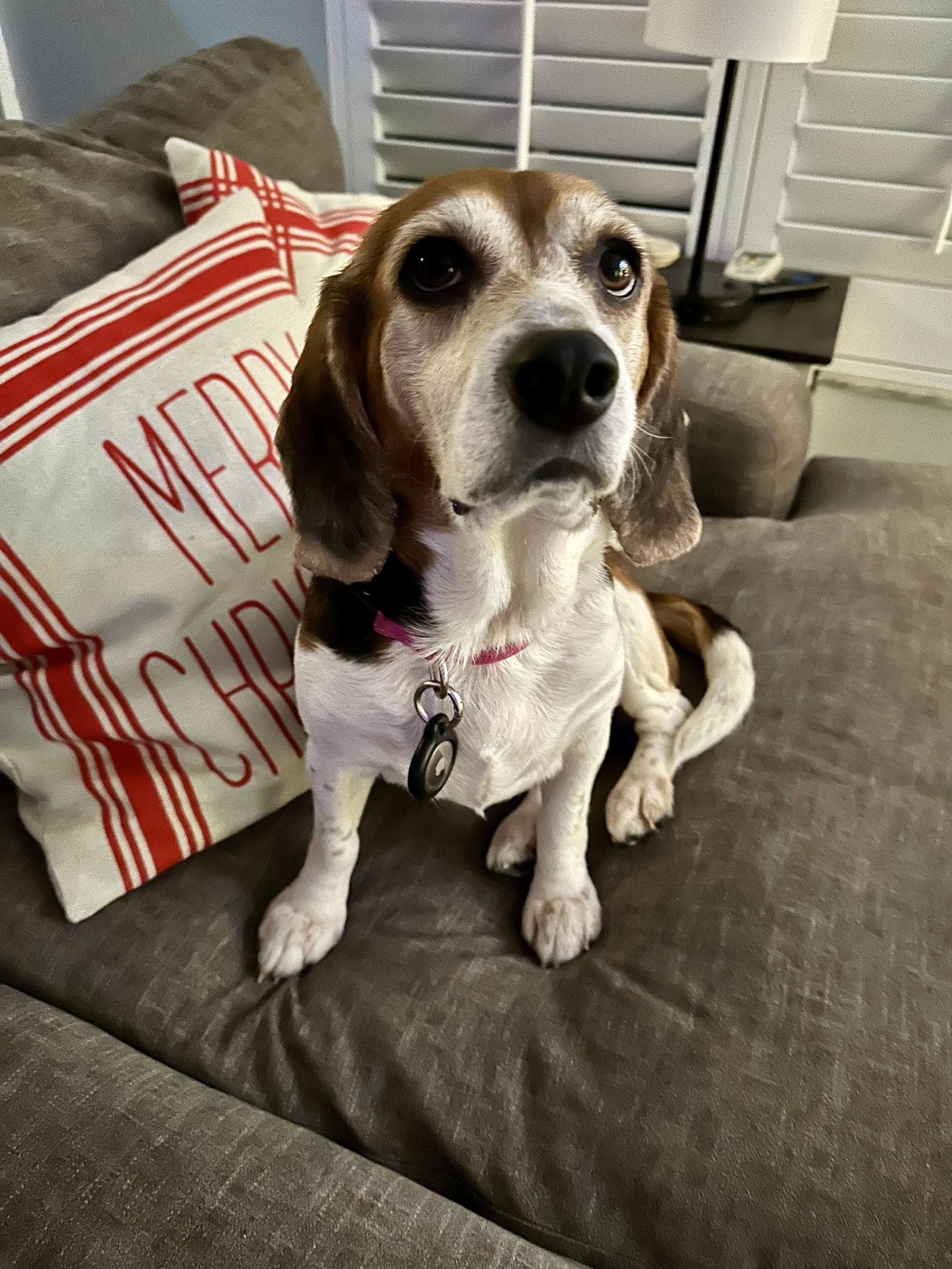 Enlarge Snowflake, a Adoptable Beagle in Tampa, FL image 3/3