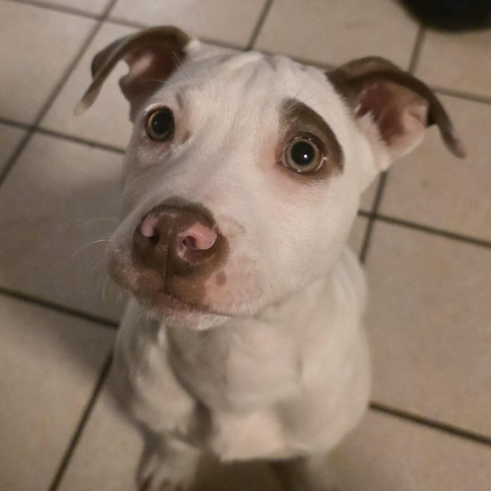 Mandy, a Adoptable Mixed Breed in Kenosha, WI image 1/5