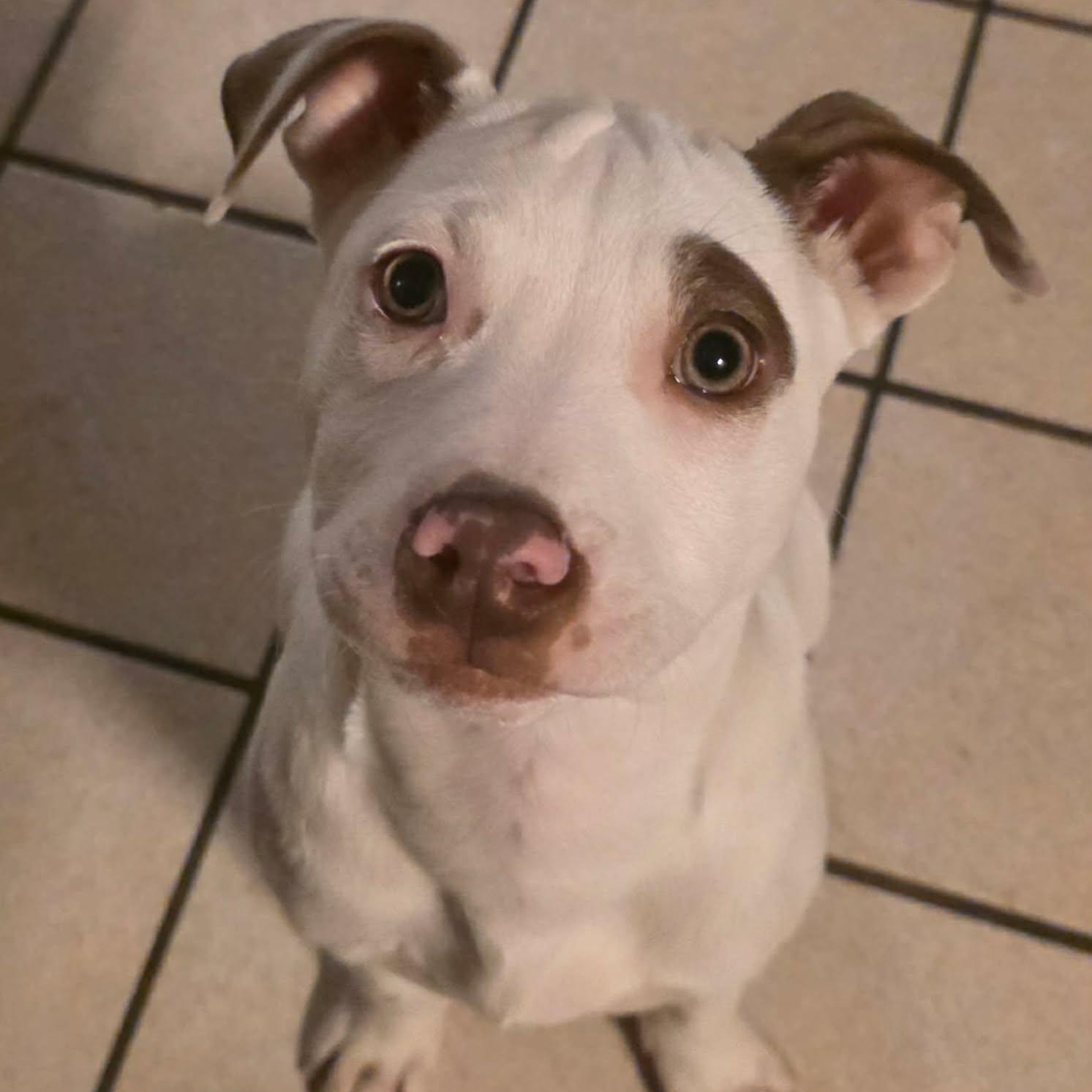 Mandy, a Adoptable Mixed Breed in Kenosha, WI image 2/5