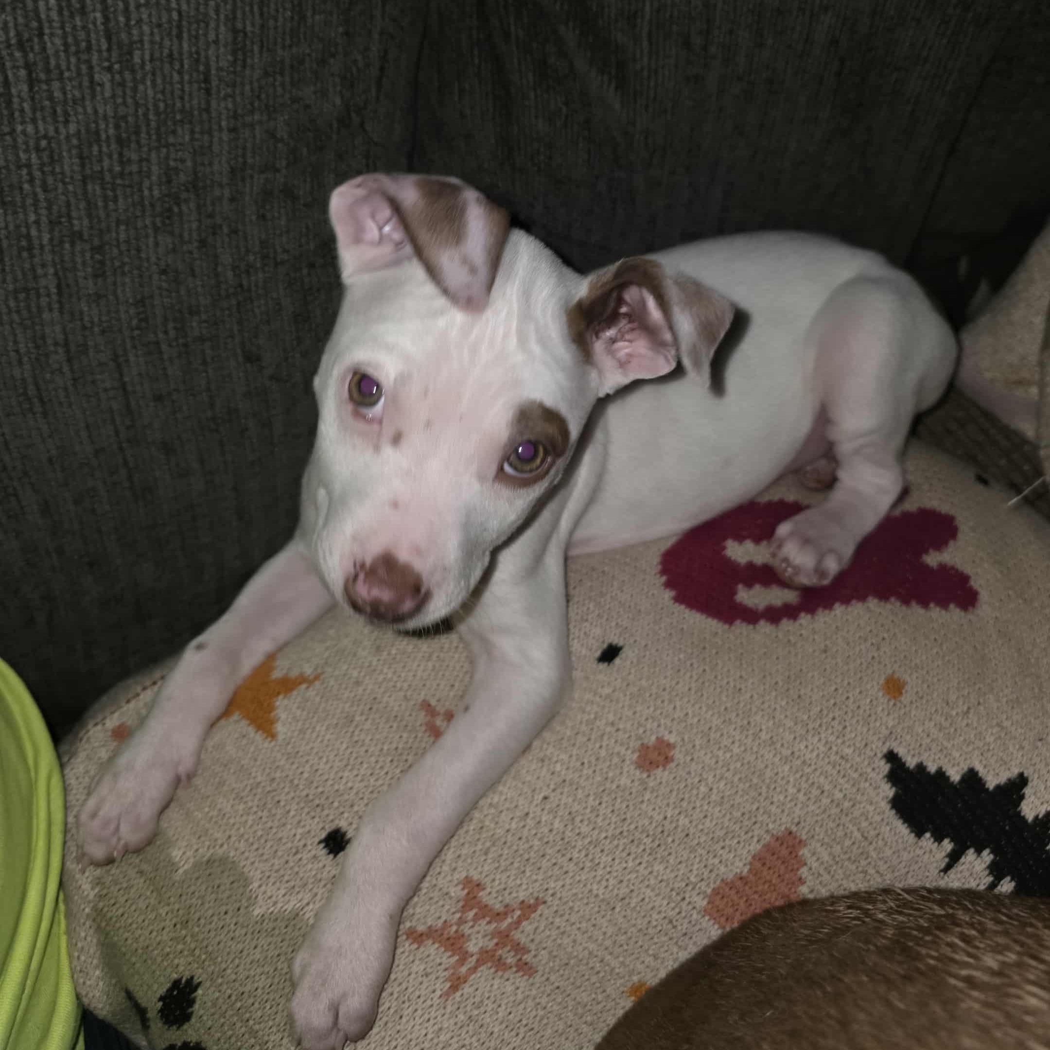 Mandy, a Adoptable Mixed Breed in Kenosha, WI image 5/5