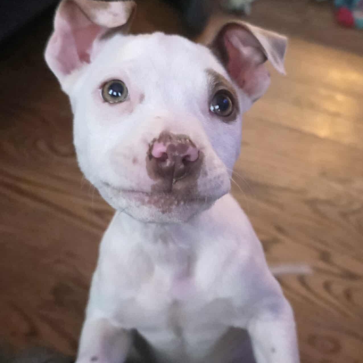 Mandy, a Adoptable Mixed Breed in Kenosha, WI image 4/5