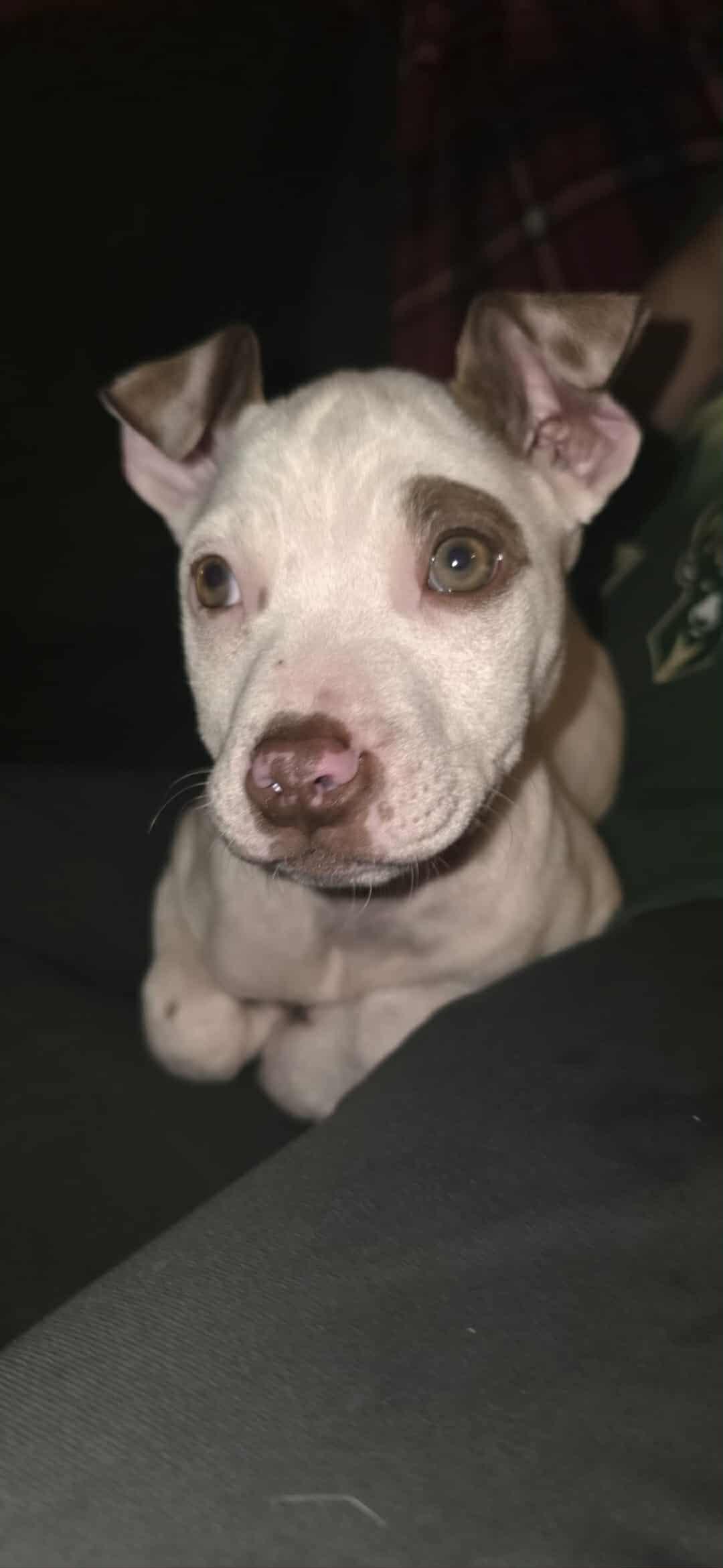 Mandy, Adoptable, Puppy Female Mixed Breed.