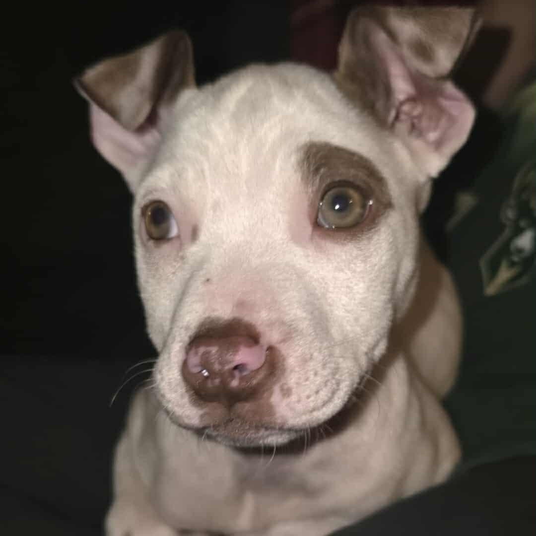 Mandy, a Adoptable Mixed Breed in Kenosha, WI image 3/5