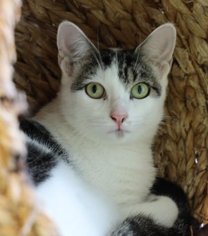 Enlarge Hashi, a Adoptable mixed breed in New Orleans, LA image 1/1