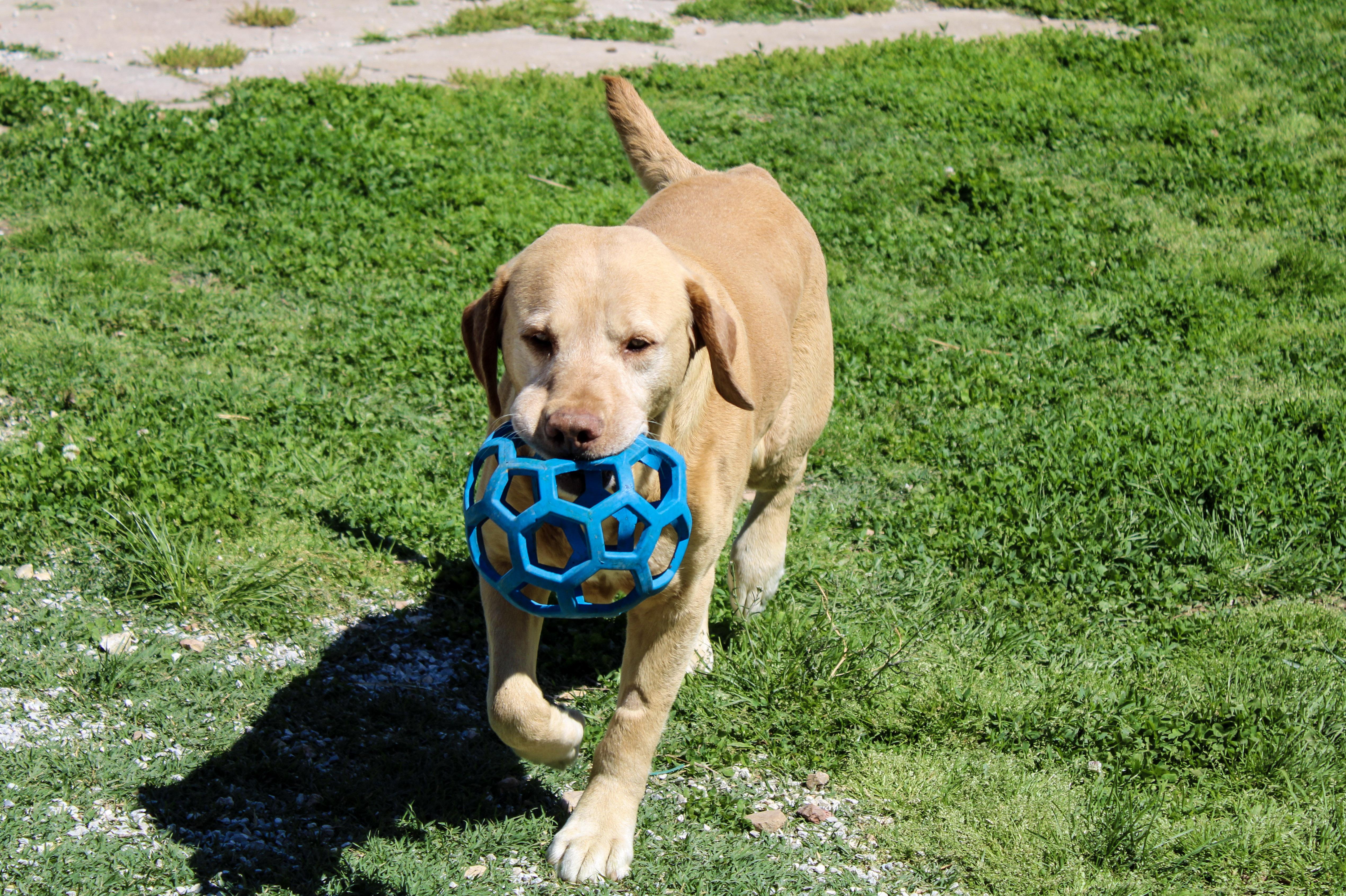 Elias, ADOPTABLE, Senior Male Labrador Retriever.