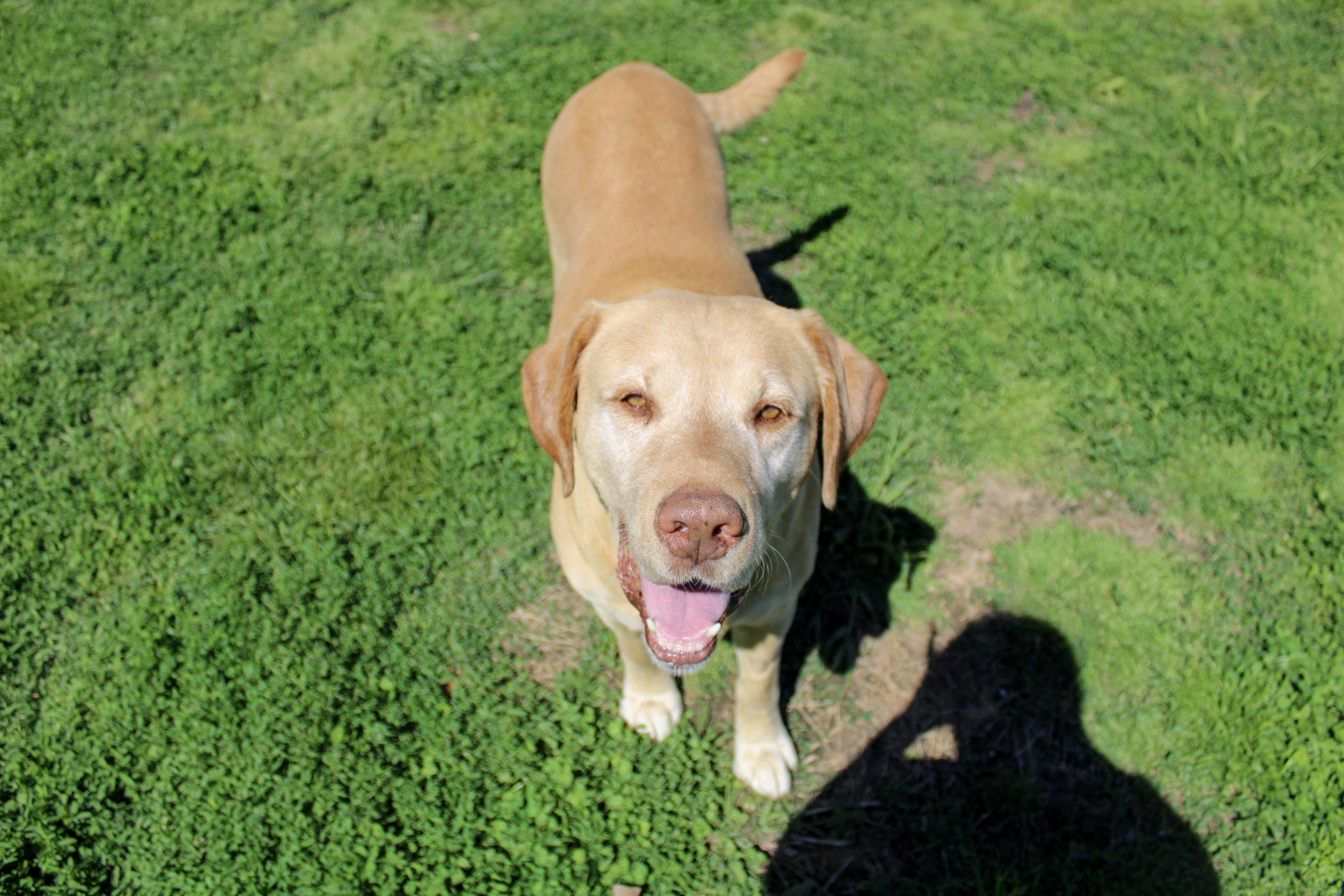 Elias, ADOPTABLE, Senior Male Labrador Retriever.