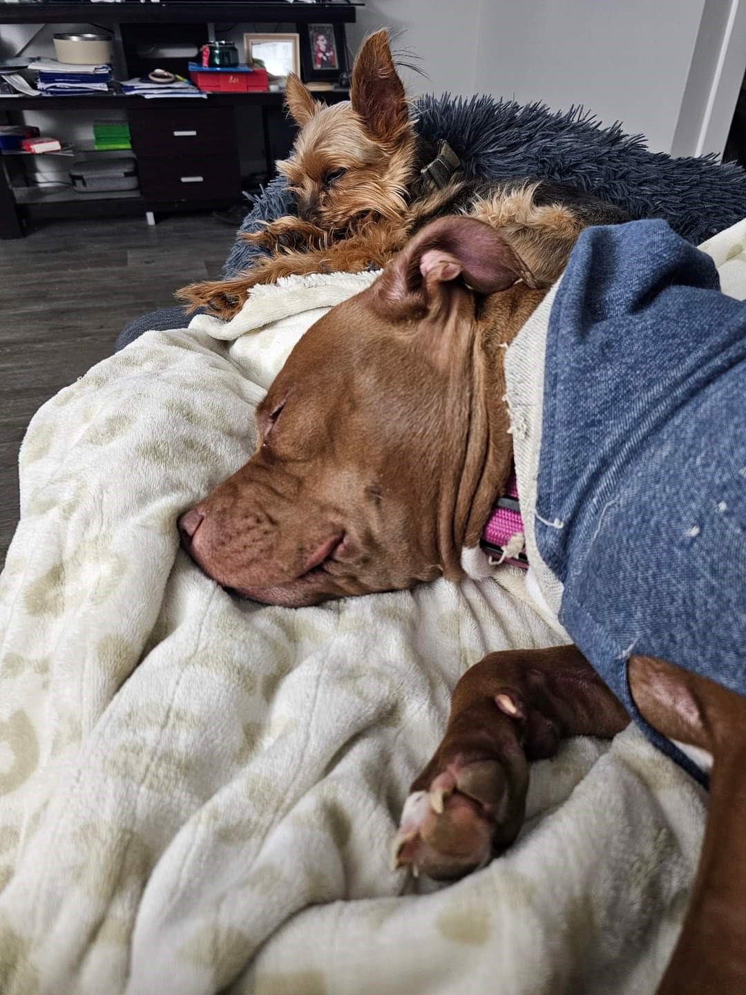 Gypsy, Adopted, Young Female American Bully.