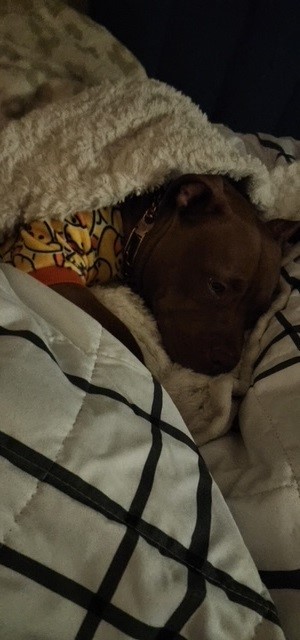 Gypsy, a Adopted American Bully in Hendersonville , TN image 2/5