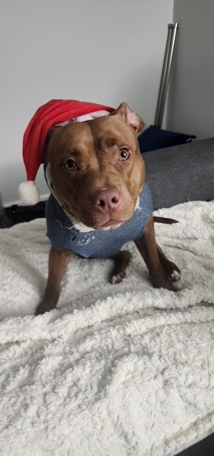 Gypsy, a Adopted American Bully in Hendersonville , TN image 3/5