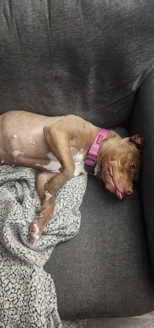 Gypsy, a Adopted American Bully in Hendersonville , TN image 4/5