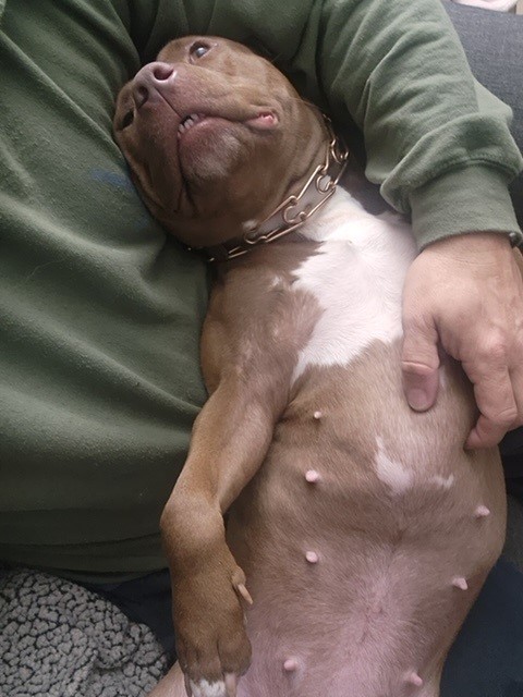 Gypsy, a Adopted American Bully in Hendersonville , TN image 5/5