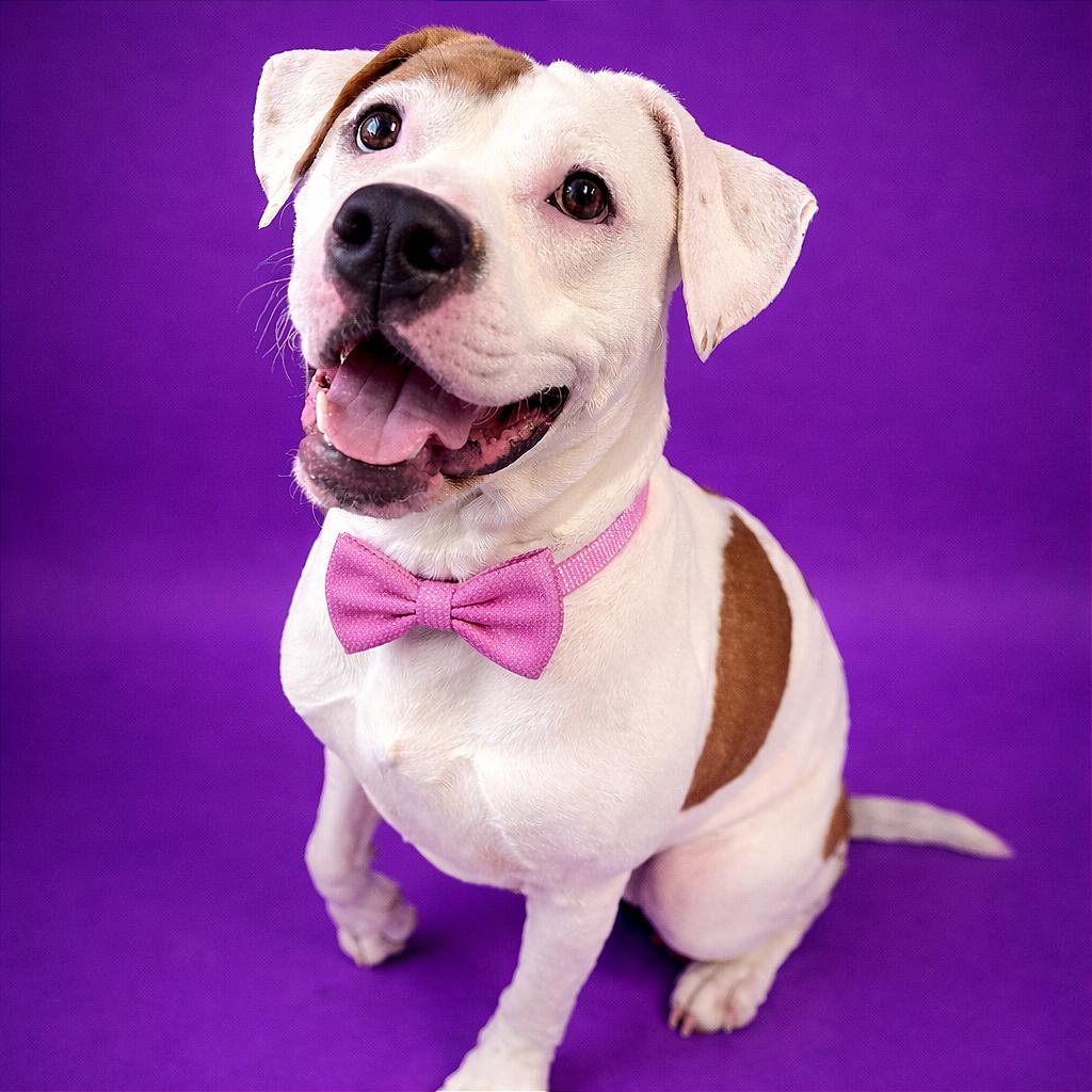 Ruby, Adoptable, Adult Female Mixed Breed & Mixed Breed.