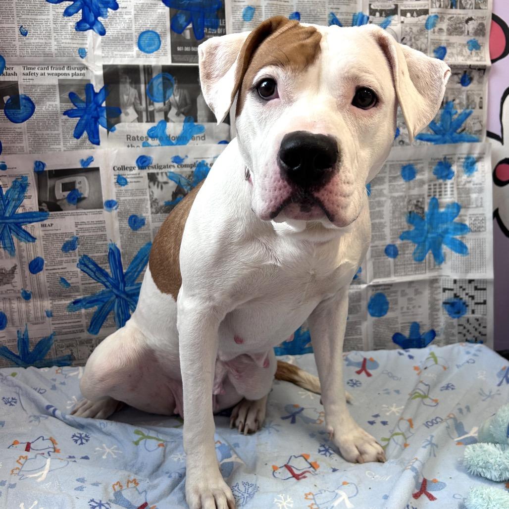 Enlarge Ruby, a Adoptable mixed breed in Binghamton, NY image 3/6