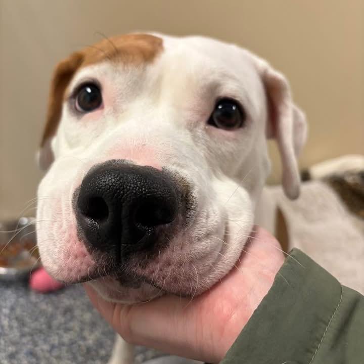 Enlarge Ruby, a Adoptable mixed breed in Binghamton, NY image 4/6