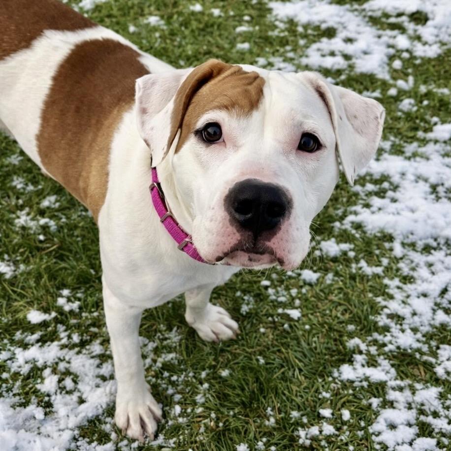 Enlarge Ruby, a Adoptable mixed breed in Binghamton, NY image 6/6