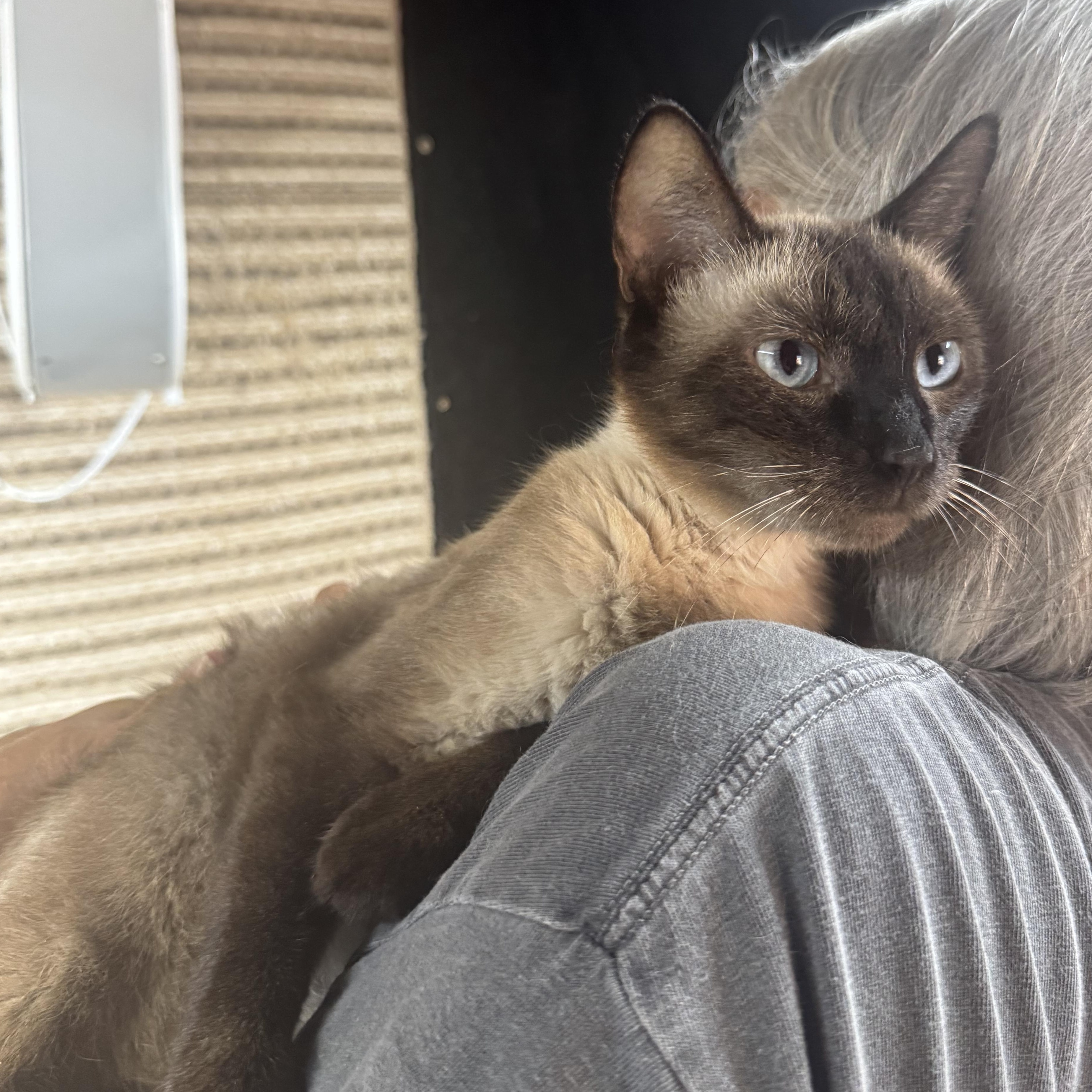 Enlarge Marlow 8424, a Adoptable Siamese in Lees Summit, MO image 2/2